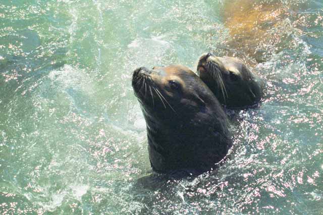 harbor seal